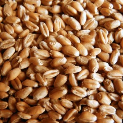wheat-seed