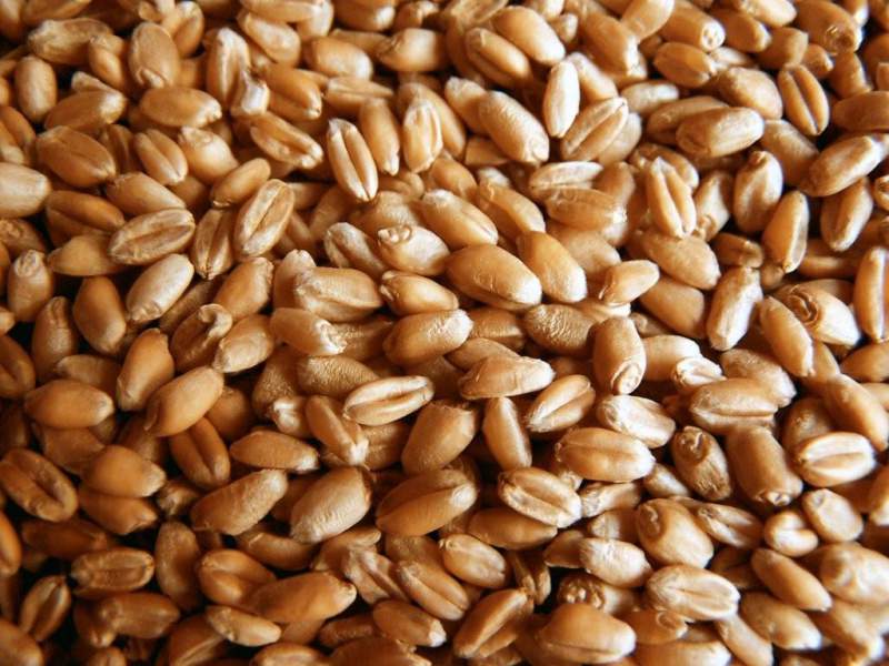 wheat-seed