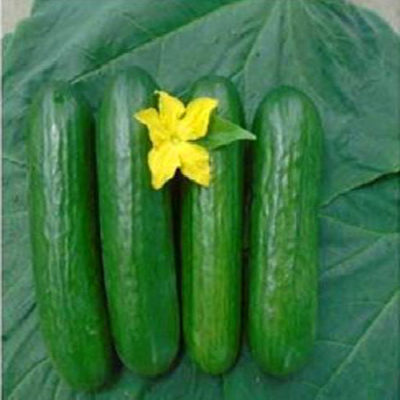 hilton-cucumber-seeds